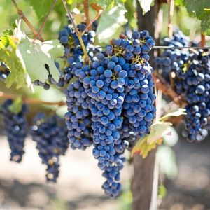 wine grapes vineyard