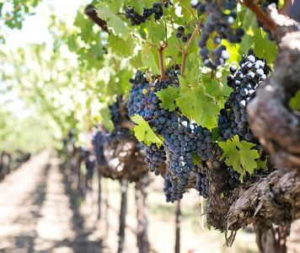 red wine grapes in vineyard